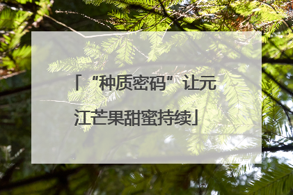 “种质密码”让元江芒果甜蜜持续