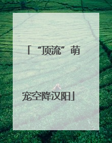 “顶流”萌宠空降汉阳