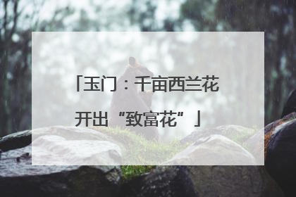 玉门：千亩西兰花开出“致富花”