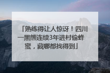 熟练得让人惊讶！四川一黑熊连续3年进村偷蜂蜜，藏哪都找得到