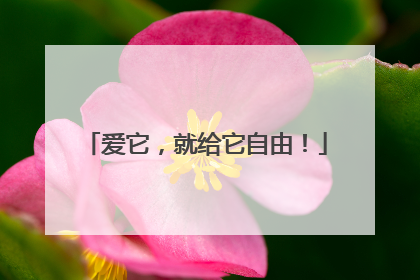 爱它，就给它自由！