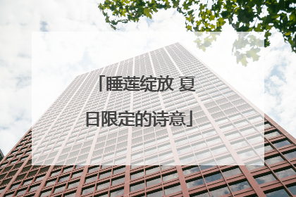睡莲绽放 夏日限定的诗意