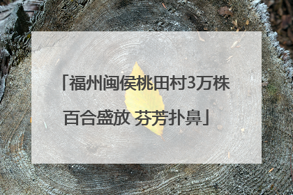 福州闽侯桃田村3万株百合盛放 芬芳扑鼻