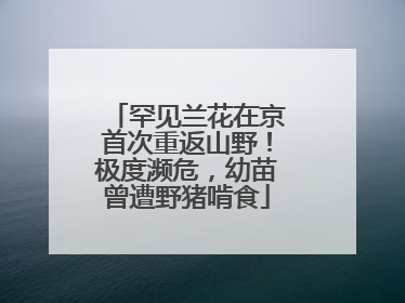 罕见兰花在京首次重返山野！极度濒危，幼苗曾遭野猪啃食