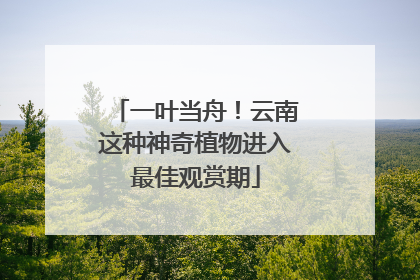一叶当舟！云南这种神奇植物进入最佳观赏期