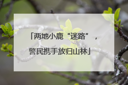 两地小鹿“迷路”，警民携手放归山林