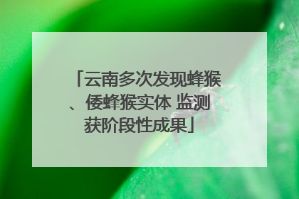 云南多次发现蜂猴、倭蜂猴实体 监测获阶段性成果