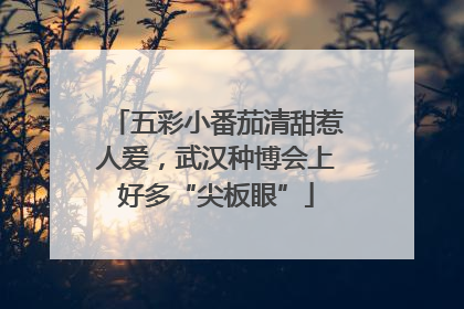 五彩小番茄清甜惹人爱，武汉种博会上好多“尖板眼”