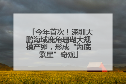 今年首次！深圳大鹏海域鹿角珊瑚大规模产卵，形成“海底繁星”奇观