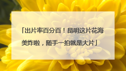 出片率百分百！昆明这片花海美炸啦，随手一拍就是大片