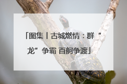 图集丨古城燃情：群“龙”争霸 百舸争渡
