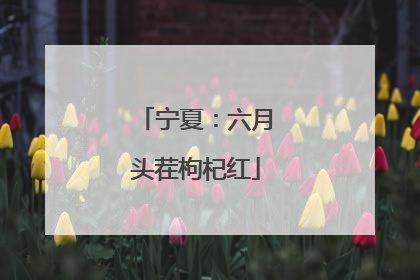 宁夏：六月头茬枸杞红
