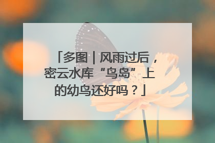 多图|风雨过后,密云水库“鸟岛”上的幼鸟还好吗?