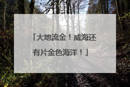大地流金！威海还有片金色海洋！