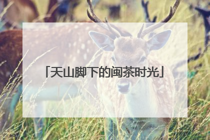 天山脚下的闽茶时光
