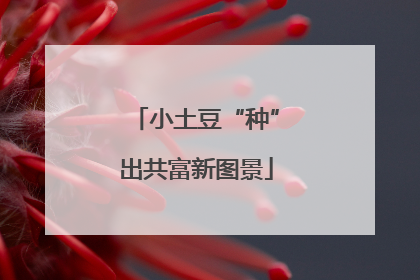 小土豆“种”出共富新图景