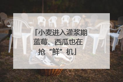 小麦进入灌浆期 蓝莓、西瓜也在抢“鲜”机