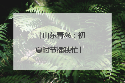 山东青岛：初夏时节插秧忙