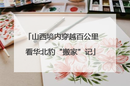 山西境内穿越百公里 看华北豹“搬家”记