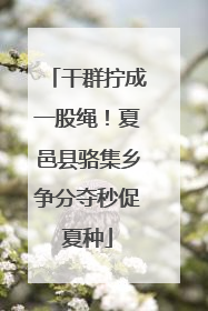 干群拧成一股绳！夏邑县骆集乡争分夺秒促夏种