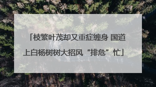 枝繁叶茂却又重症缠身 国道上白杨树树大招风“排危”忙