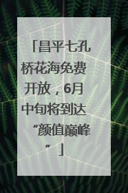 昌平七孔桥花海免费开放，6月中旬将到达“颜值巅峰”