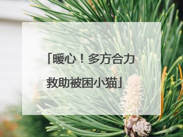 暖心！多方合力救助被困小猫