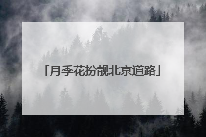月季花扮靓北京道路