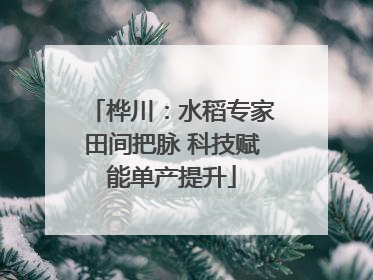 桦川：水稻专家田间把脉 科技赋能单产提升