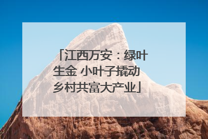 江西万安：绿叶生金 小叶子撬动乡村共富大产业