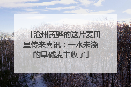 沧州黄骅的这片麦田里传来喜讯：一水未浇的旱碱麦丰收了