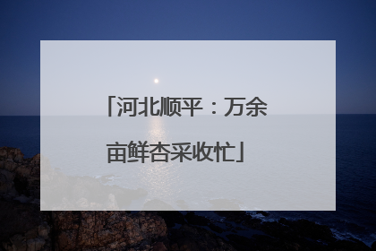 河北顺平：万余亩鲜杏采收忙