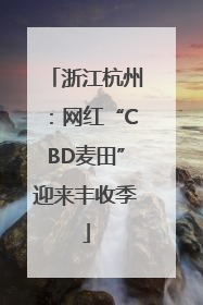 浙江杭州：网红“CBD麦田”迎来丰收季