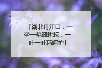 湖北丹江口：一垄一垄细耕耘，一叶一叶精呵护