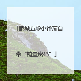 肥城五彩小番茄自带“销量密码”