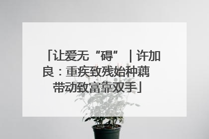 让爱无“碍”｜许加良：重疾致残始种藕 带动致富靠双手