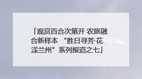 观赏百合次第开 农旅融合新样本 “胜日寻芳·花漾兰州”系列报道之七