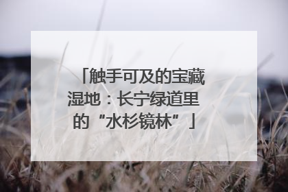 触手可及的宝藏湿地：长宁绿道里的“水杉镜林”
