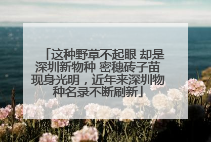 这种野草不起眼 却是深圳新物种 密穗砖子苗现身光明，近年来深圳物种名录不断刷新