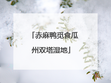 赤麻鸭觅食瓜州双塔湿地