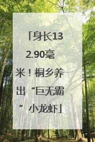 身长132.90毫米！桐乡养出“巨无霸”小龙虾