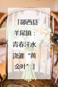郧西县羊尾镇：青春汗水浇灌“黄金叶”