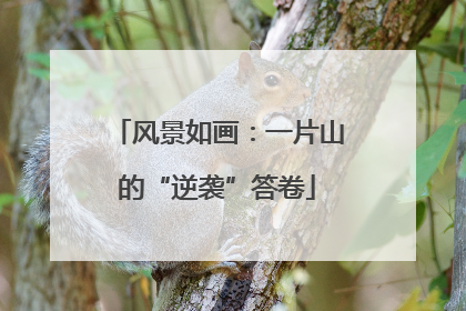 风景如画：一片山的“逆袭”答卷