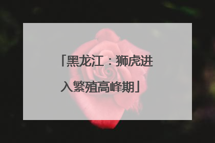 黑龙江：狮虎进入繁殖高峰期