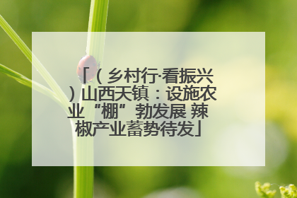 （乡村行·看振兴）山西天镇：设施农业“棚”勃发展 辣椒产业蓄势待发