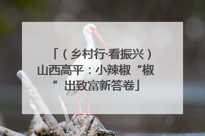 （乡村行·看振兴）山西高平：小辣椒“椒”出致富新答卷