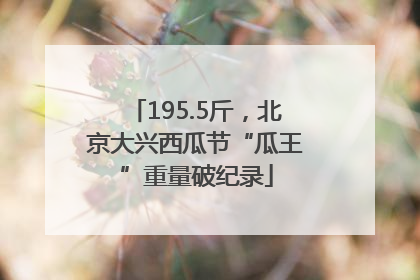195.5斤，北京大兴西瓜节“瓜王”重量破纪录
